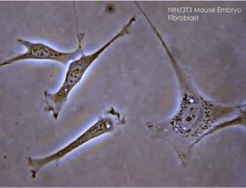 Fibroblasty – sekretem regeneracji skóry?! Nowe spojrzenie na odmłodzenie i leczenie blizn